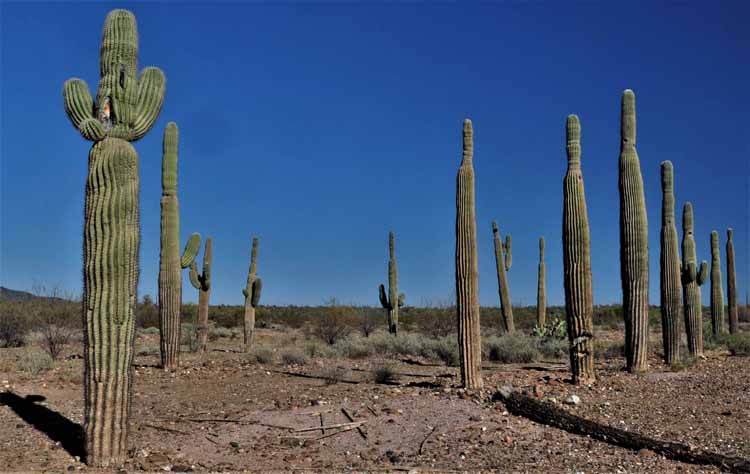 saguaro replant